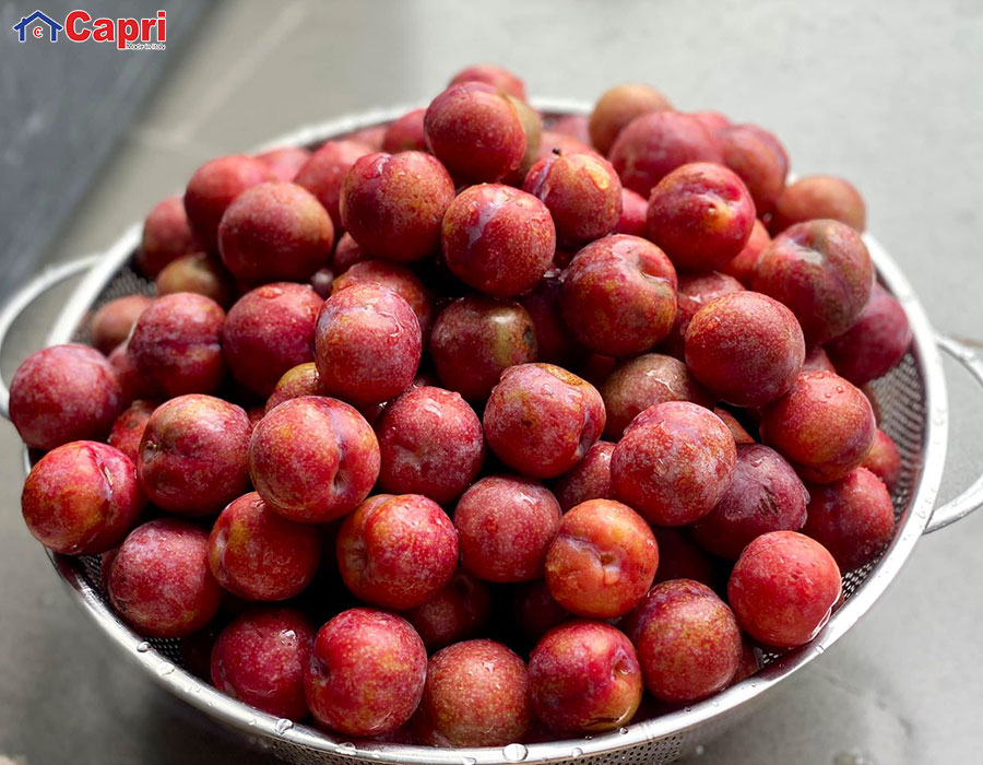 Chọn những quả mận to đều